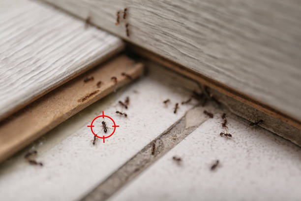 Best Pest Control for Restaurants  in Copeland, OK