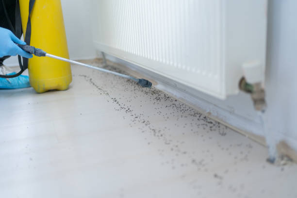 Best Wasp Removal Services  in Copeland, OK