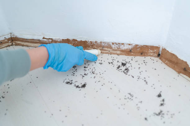 Best Pest Removal Services  in Copeland, OK