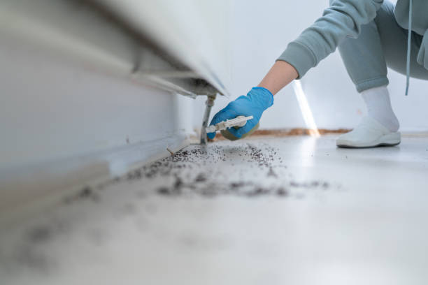 Wasp Removal Services in Copeland, OK